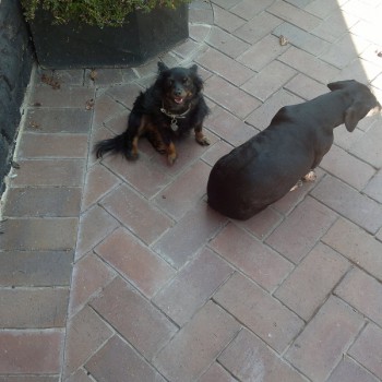 Cheyenne & Casper Morris