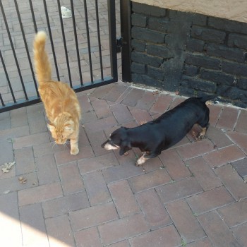 Garfield & Casper Morris