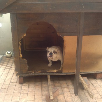 Lizzy Bester & Kennel