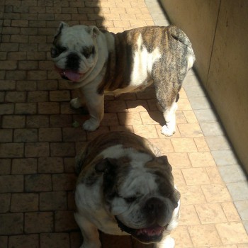 Lizzy & Spike Bester