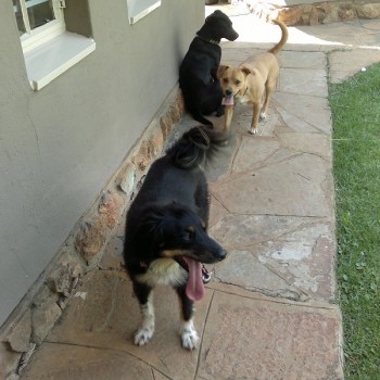 Roxy Mojo & Suki (2)